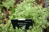 Artemisia pontica RCP5-2014 187.JPG